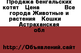 Продажа бенгальских котят › Цена ­ 20 000 - Все города Животные и растения » Кошки   . Астраханская обл.